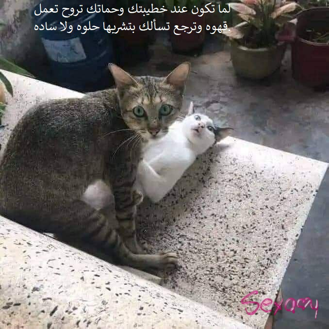 308098173 1293285818130554 5890185338547204510 n